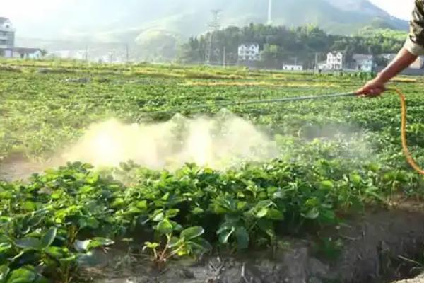 萘乙酸的作用，可以起到疏果、促进生根、防落果等效果