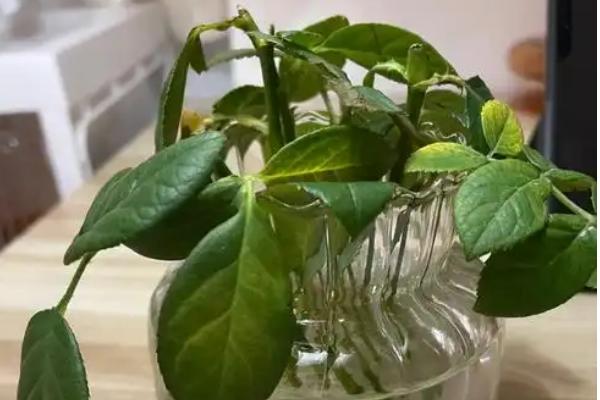 水培生根后如何转土培，先需要将植株枯萎腐烂的根系剪掉