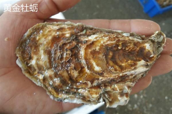 福建海蛎什么时候最肥，12月到来年开春最肥