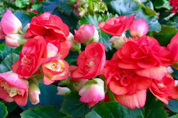 丽格海棠的养护方法，生长期每半月施加一次腐熟有机肥