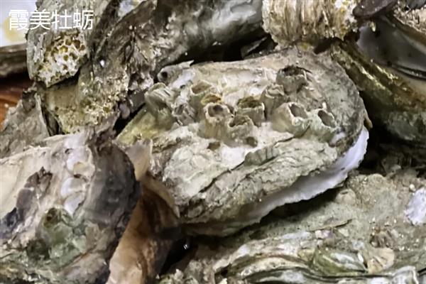 福建海蛎什么时候最肥，12月到来年开春最肥
