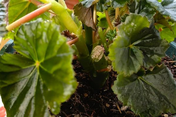 丽格海棠的养护方法，生长期每半月施加一次腐熟有机肥