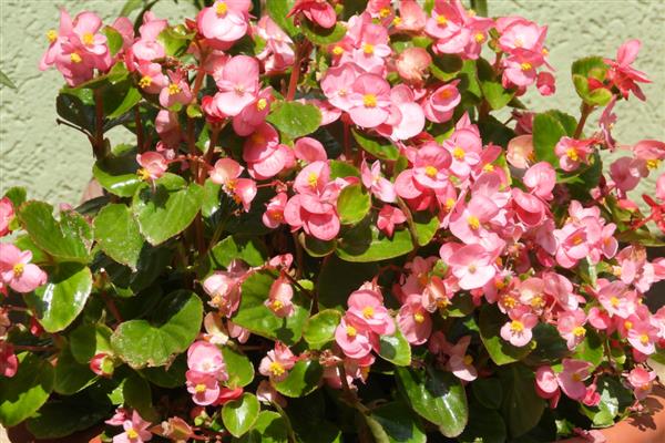 丽格海棠的养护方法，生长期每半月施加一次腐熟有机肥