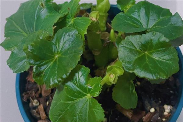 丽格海棠的养护方法，生长期每半月施加一次腐熟有机肥