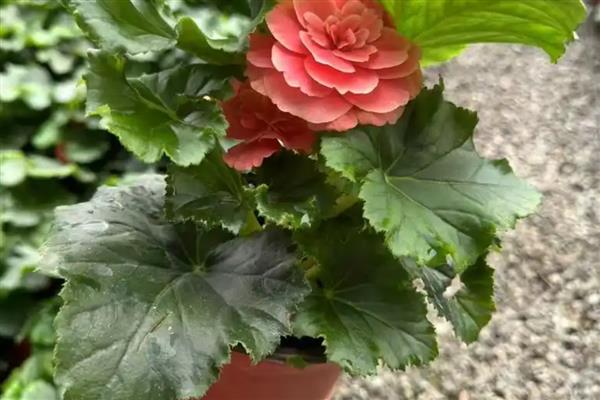 丽格海棠的养护方法，生长期每半月施加一次腐熟有机肥