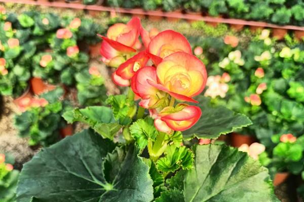 丽格海棠的养护方法，生长期每半月施加一次腐熟有机肥