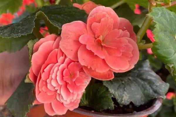 丽格海棠的养护方法，生长期每半月施加一次腐熟有机肥