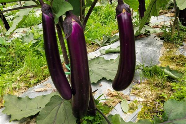 茄子能不能用冰箱保存，存放2-3天就要尽快食用