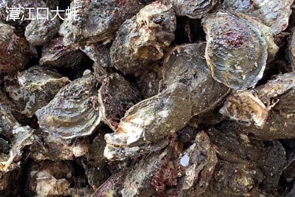 福建海蛎什么时候最肥，12月到来年开春最肥