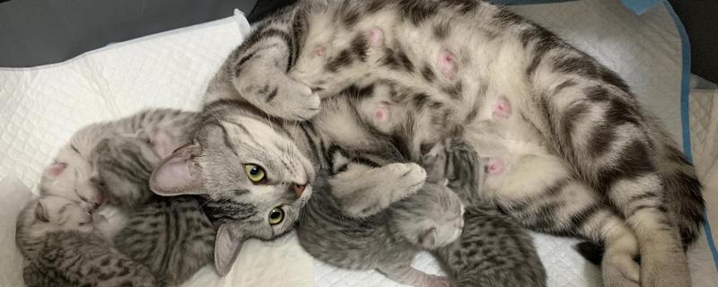 猫咪羊水破了多久会生产，一小时内就会生产