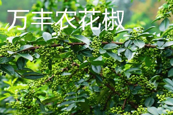 无刺花椒苗有什么品种，有汉源无刺花椒、万丰农花椒等