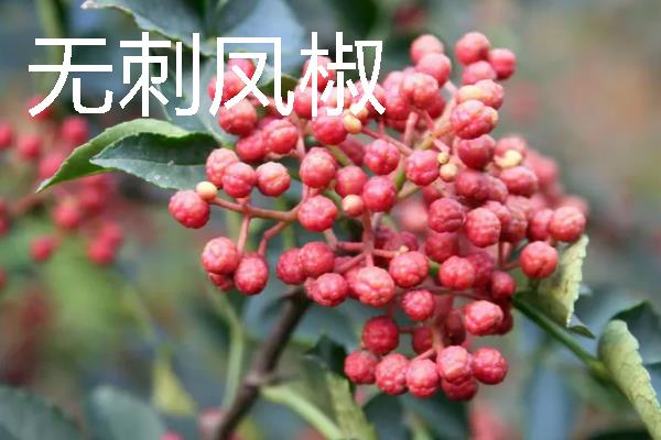 无刺花椒苗有什么品种，有汉源无刺花椒、万丰农花椒等