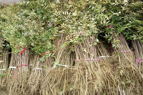 无刺花椒苗有什么品种，有汉源无刺花椒、万丰农花椒等