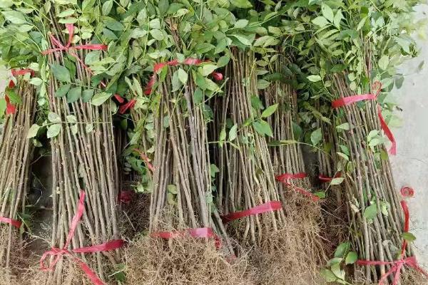 无刺花椒苗有什么品种，有汉源无刺花椒、万丰农花椒等