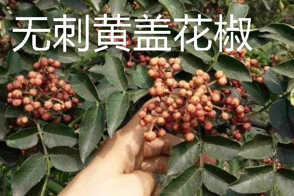 无刺花椒苗有什么品种，有汉源无刺花椒、万丰农花椒等