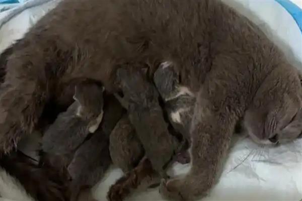 猫咪羊水破了多久会生产，一小时内就会生产
