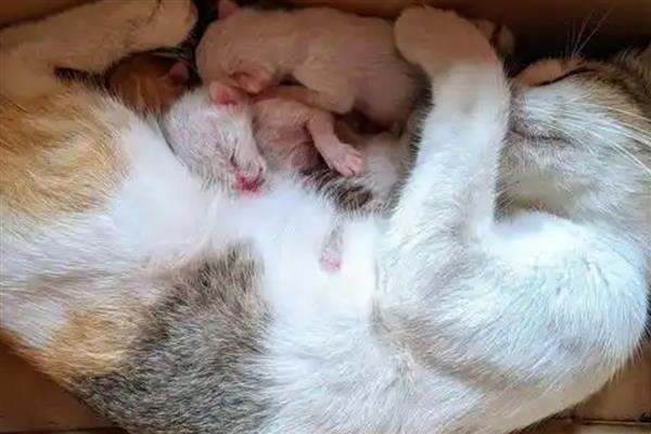猫咪羊水破了多久会生产，一小时内就会生产