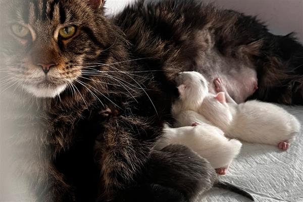 猫咪羊水破了多久会生产，一小时内就会生产