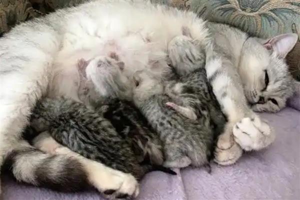 猫咪羊水破了多久会生产，一小时内就会生产