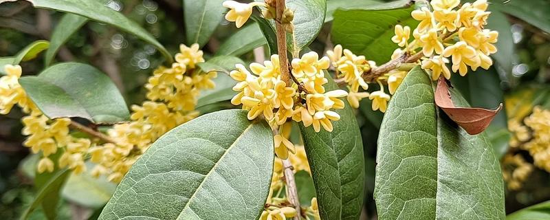 木犀和桂花的区别是什么，二者没有区别