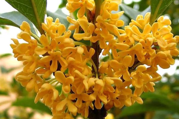 木犀和桂花的区别是什么，二者没有区别