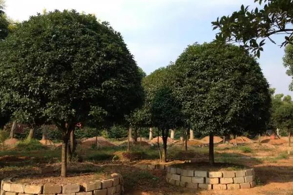 木犀和桂花的区别是什么，二者没有区别