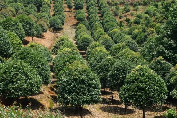 木犀和桂花的区别是什么，二者没有区别