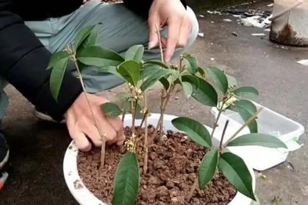 木犀和桂花的区别是什么，二者没有区别