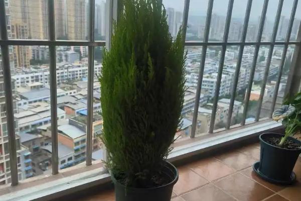 香松冬天是否耐寒，香松冬天耐寒