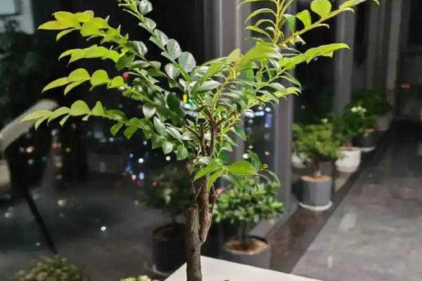 小叶紫檀会不会开花，需要经过6年才会开放