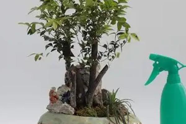 小叶紫檀会不会开花，需要经过6年才会开放