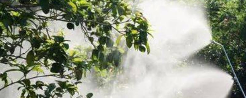 吡虫啉70兑水的使用方法，2-3g兑水45-60公斤