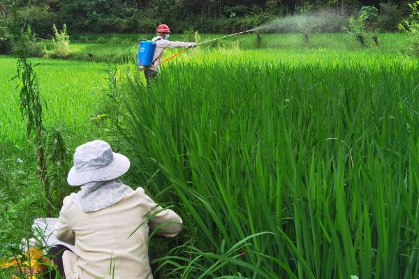 吡虫啉70兑水的使用方法，2-3g兑水45-60公斤