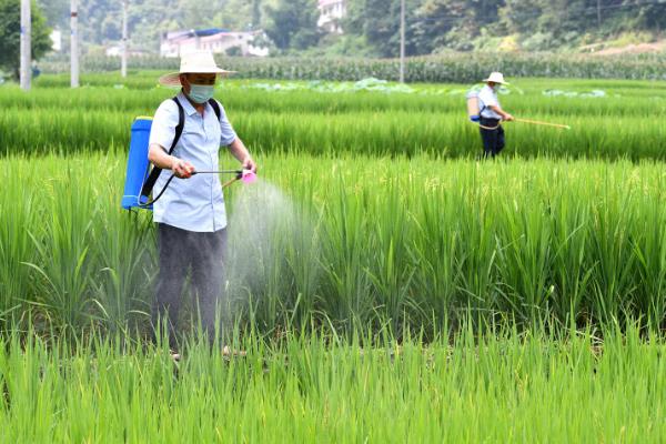 吡虫啉70兑水的使用方法，2-3g兑水45-60公斤