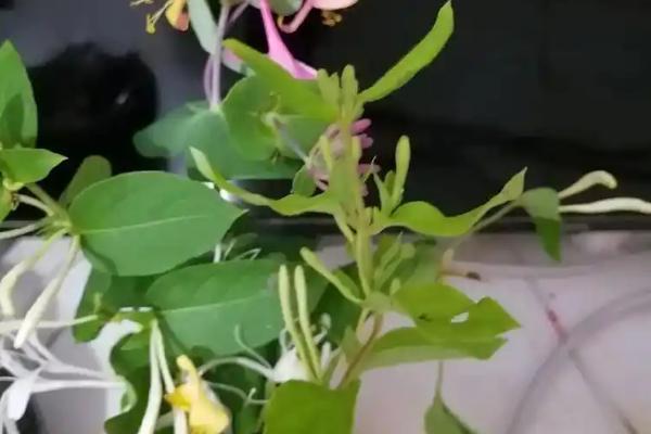 金银花能不能水培，可以水培但成活率较低