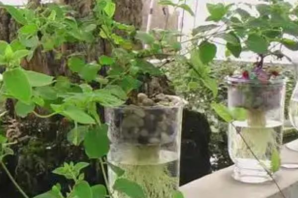 金银花能不能水培，可以水培但成活率较低