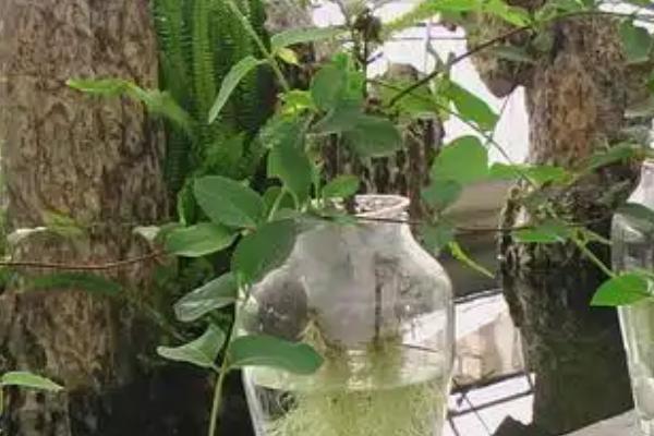 金银花能不能水培，可以水培但成活率较低