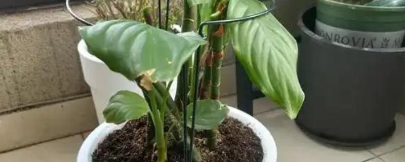 万年青的扦插方式，对枝条的伤口涂抹草木灰再插入土壤中
