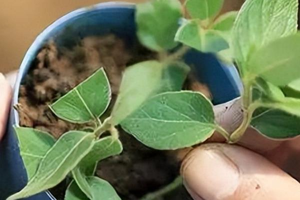 金银花能不能水培，可以水培但成活率较低