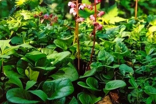 鹿元草的别名，别称有鹿蹄草、鹿衔草等