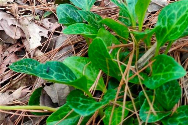 鹿元草的别名，别称有鹿蹄草、鹿衔草等