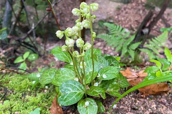 鹿元草的别名，别称有鹿蹄草、鹿衔草等