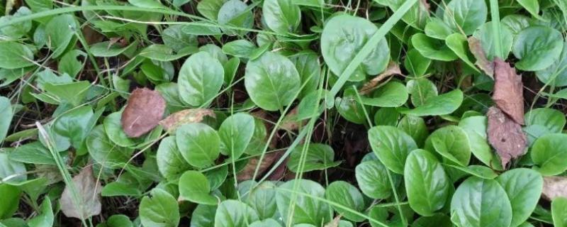 鹿元草的别名，别称有鹿蹄草、鹿衔草等