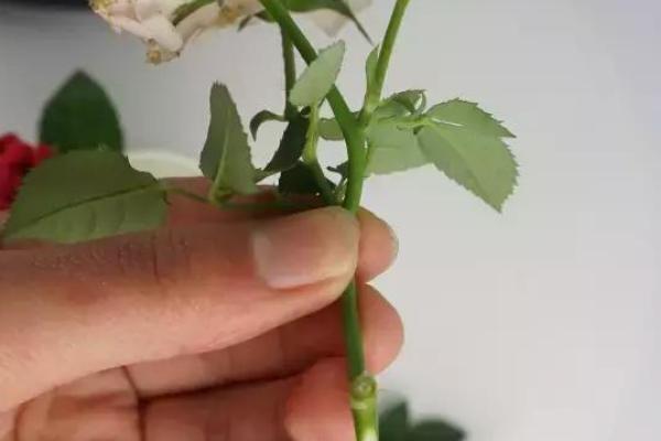 玫瑰花怎么插花瓶，选取宽口径的花瓶为佳