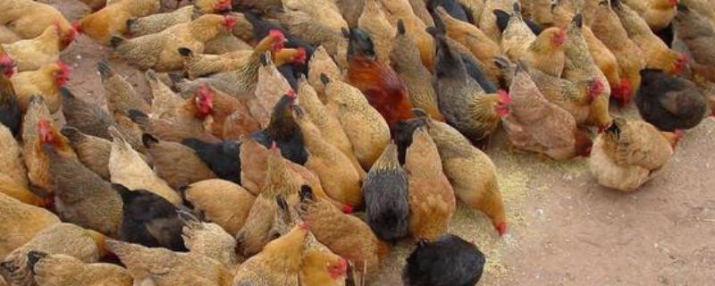 黄凤鸡有什么特点，具备适应性强、可快速生长等能力