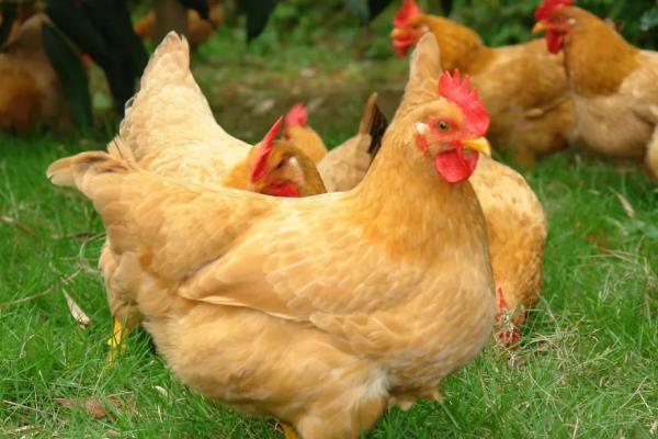 黄凤鸡有什么特点，具备适应性强、可快速生长等能力