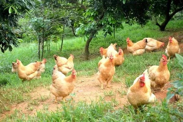 黄凤鸡有什么特点，具备适应性强、可快速生长等能力
