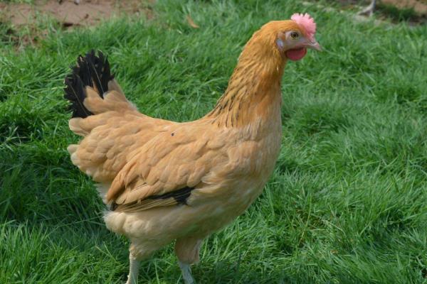 黄凤鸡有什么特点，具备适应性强、可快速生长等能力
