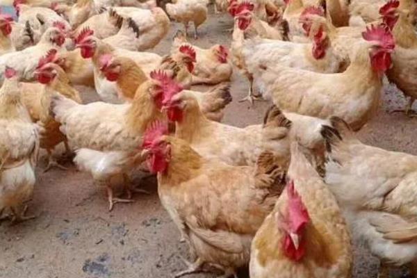 黄凤鸡有什么特点，具备适应性强、可快速生长等能力