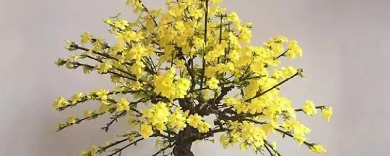 迎春花只长叶不开花如何解决，缺少养分可在花期前后追施磷钾肥